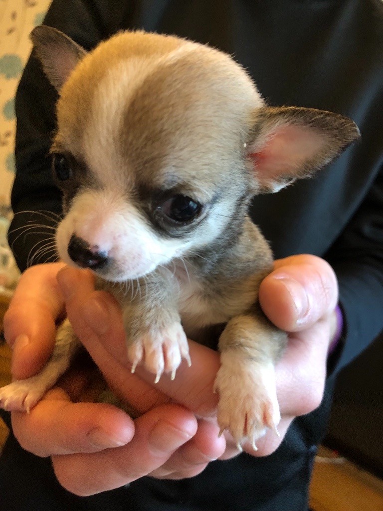 25+ Teacup Chihuahua 4 Sale Photo - Bleumoonproductions