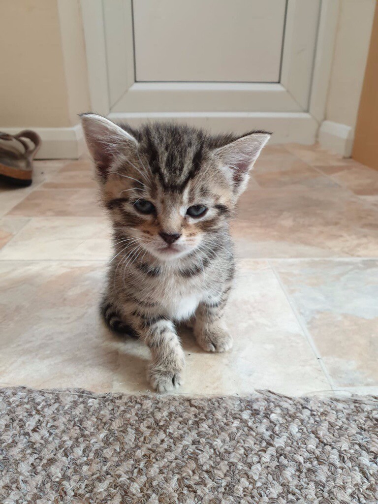 Stunning mixed bengal kittens in East London, London Gumtree