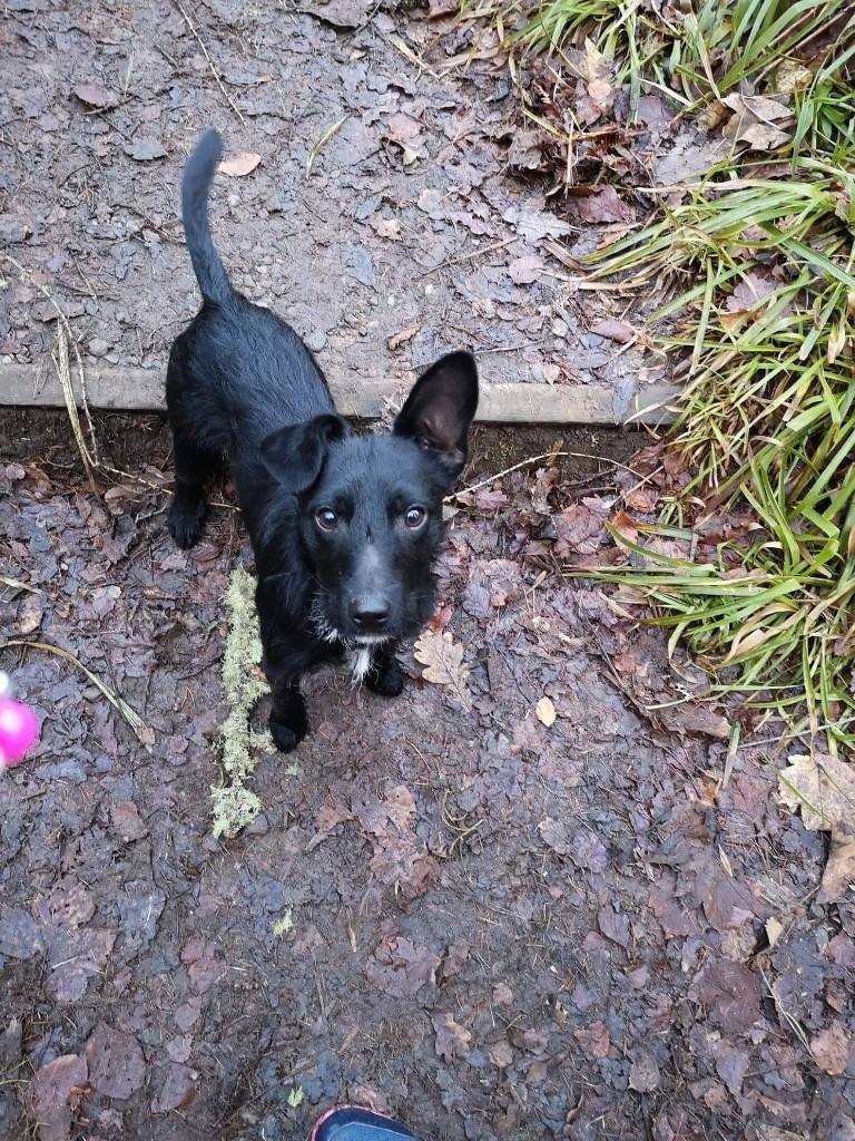 Dog for rehoming. in Inverness, Highland Gumtree