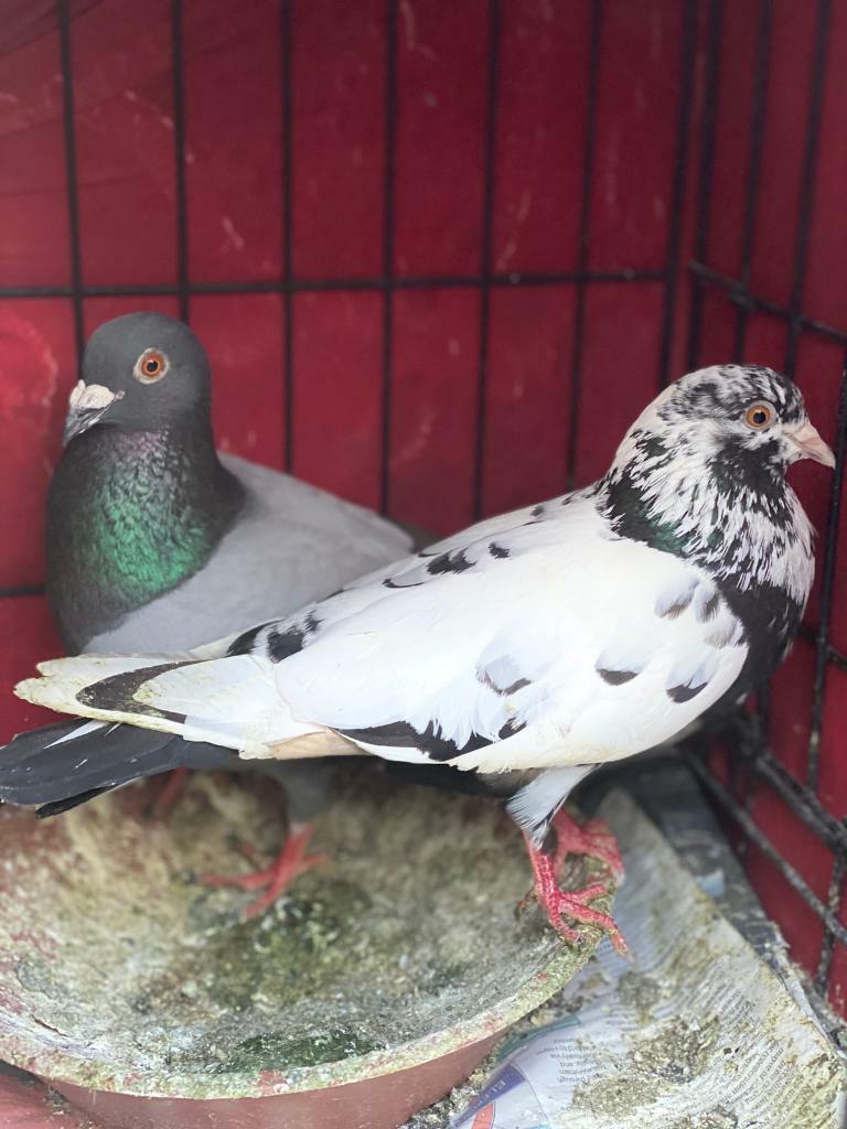Pigeons for sale in Wembley, London Gumtree
