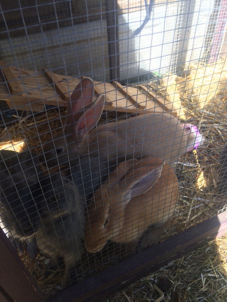 Baby Continental Giant Rabbits for Sale in SouthendonSea, Essex