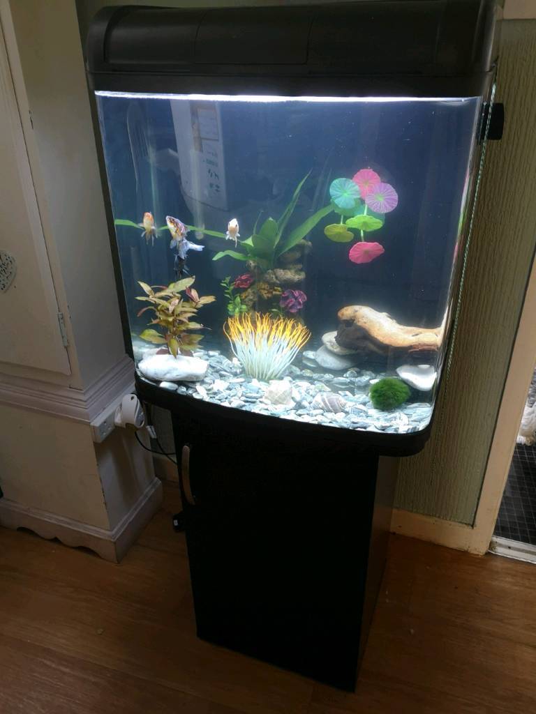 100 Litre Fish Tank in Torquay, Devon Gumtree