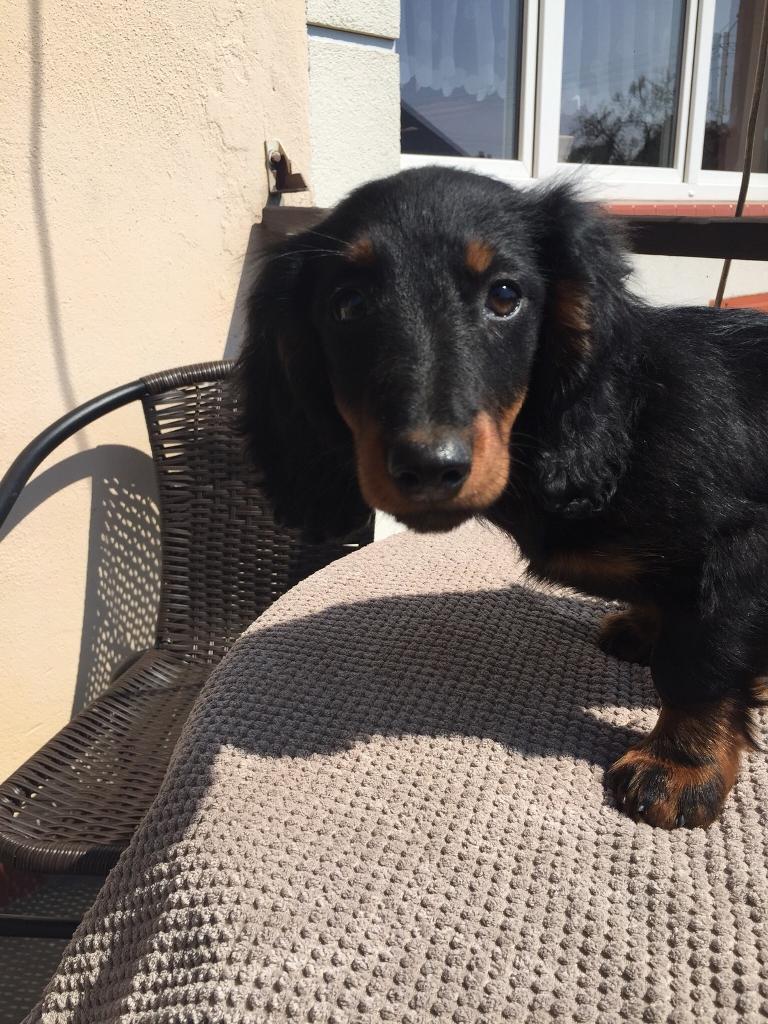 Longhair daschmund girls in Evesham Worcestershire 