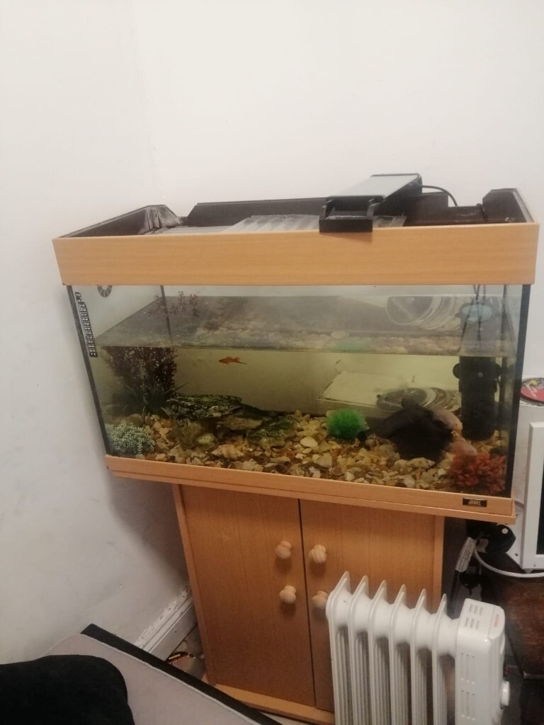 Cheap fish tank and fish in Fishponds, Bristol Gumtree