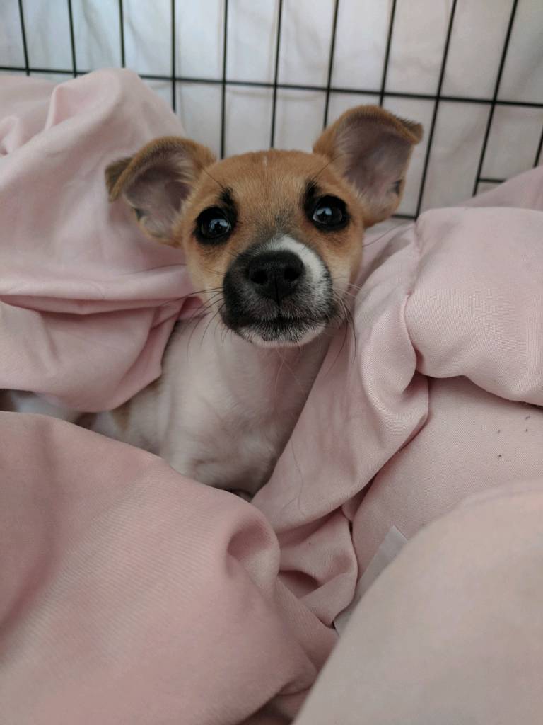 Jackhuahua Puppy in Newcastle, Tyne and Wear Gumtree