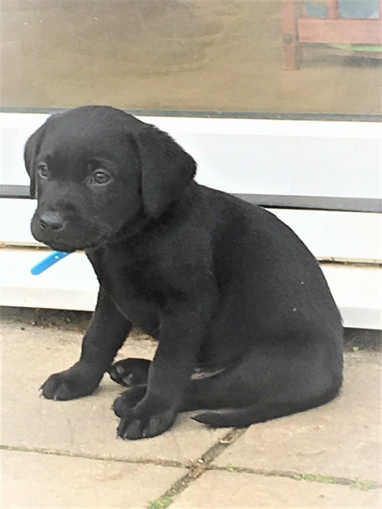 Black Labrador Puppies in Cranbrook, Kent Gumtree