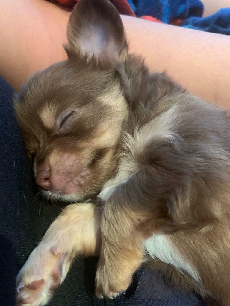 Beautiful Chihuahua Puppy For Sale In Potters Bar Hertfordshire