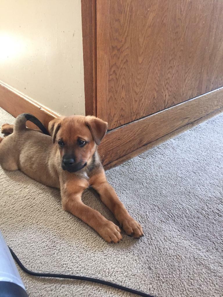 Stunning Rottweiler x Akita pups in Stewarton, East Ayrshire Gumtree