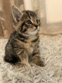 3 Beautiful Kittens Mixed Breed Siamese Domestic Short Haired