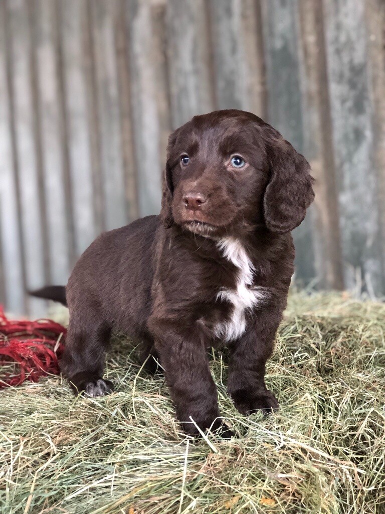 Cocker X Collie Puppies in Rumney, Cardiff Gumtree