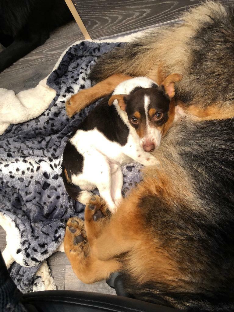Chocolate jack Russell in Ripley, Derbyshire Gumtree