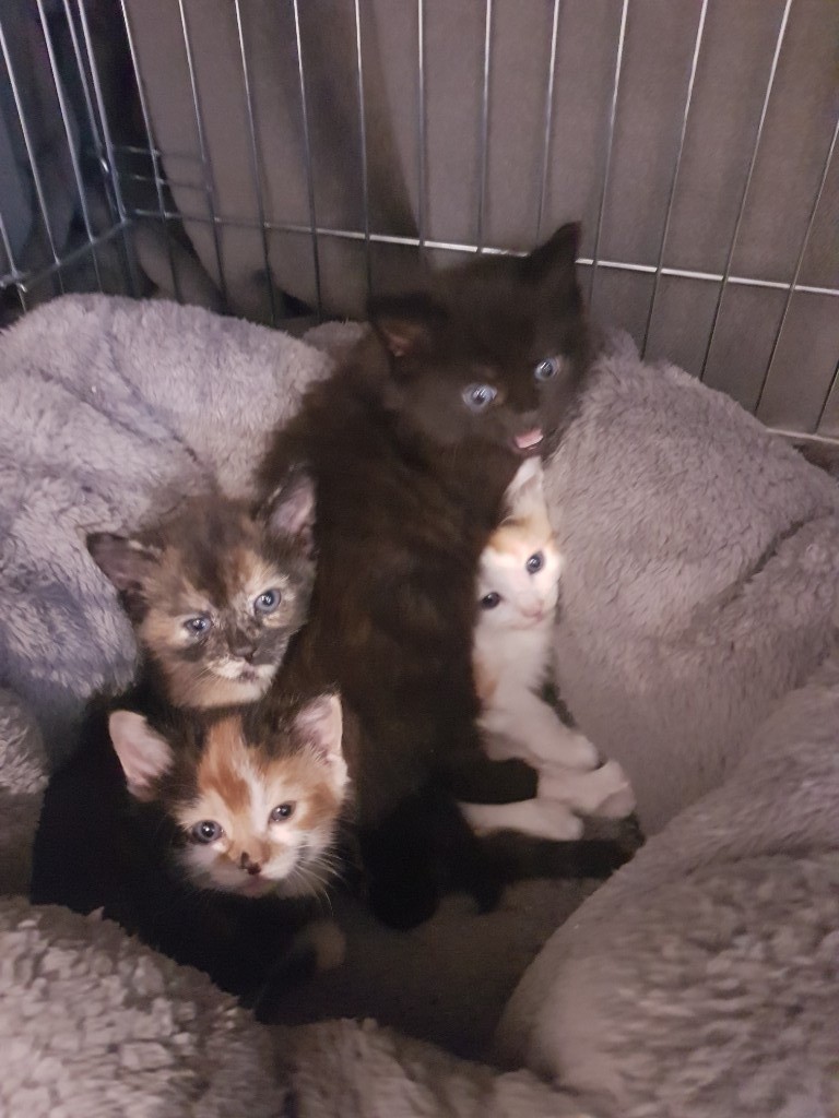 Adorable kittens for sale. ready 12th August in Ashtead, Surrey Gumtree
