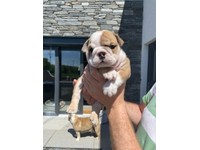 Bulldog In Northern Ireland Dogs Puppies For Sale Gumtree