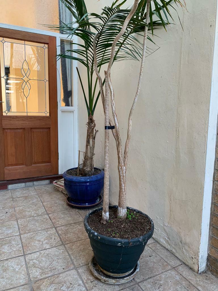 Mature Palms For Sale in Pontcanna, Cardiff Gumtree