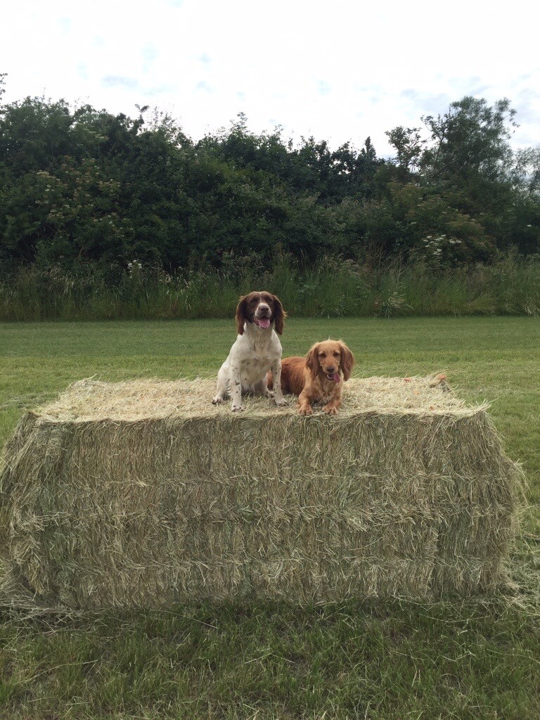 Cocker Spaniel Puppies For Sale Champion Bred In Scunthorpe Lincolnshire Gumtree