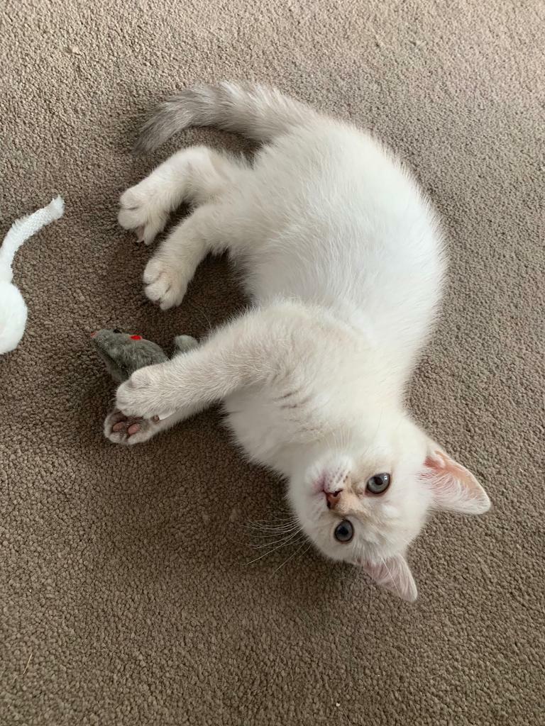 British Shorthair Kittens For Sale In South East London London