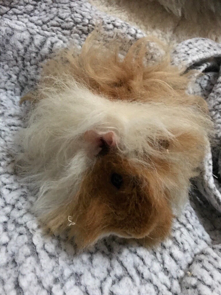 Guinea pig Minipli boar in Southampton, Hampshire Gumtree