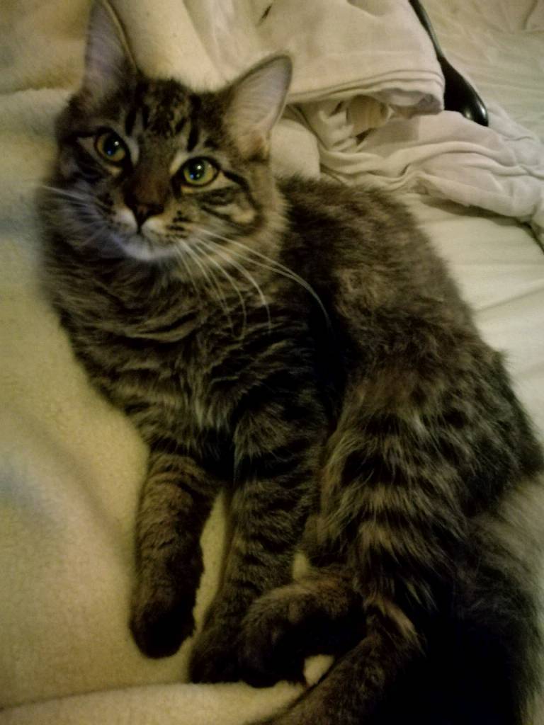 Fluffy female tabby cat looking for a good home in Huntingdon, Cambridgeshire Gumtree