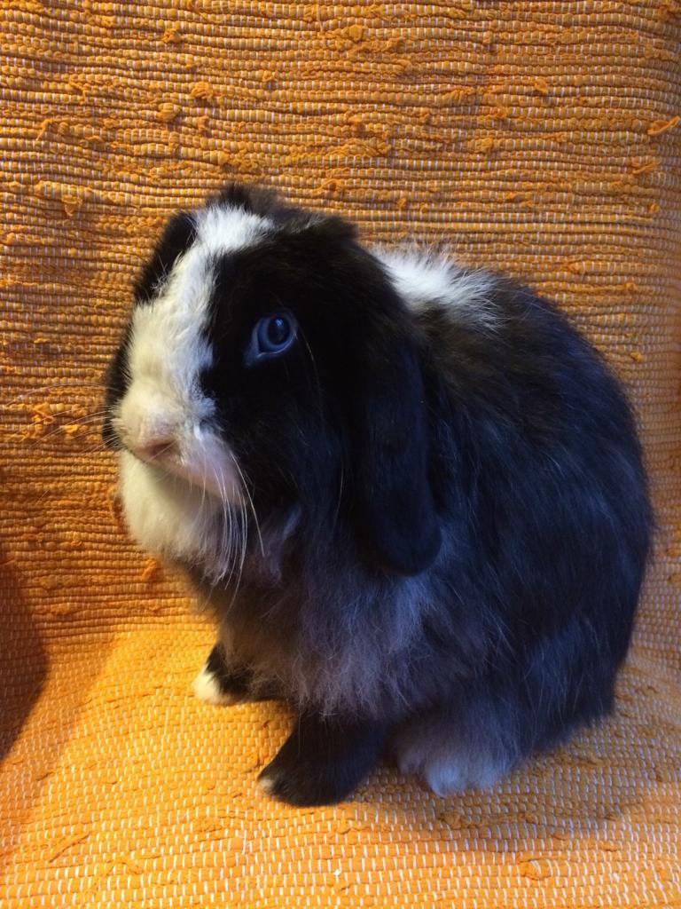 CASHMERE LOP DOE in Abergavenny, Monmouthshire Gumtree
