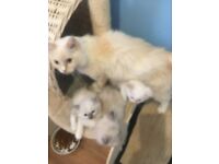 4 little furry ragdolls looking for a forever home can you help