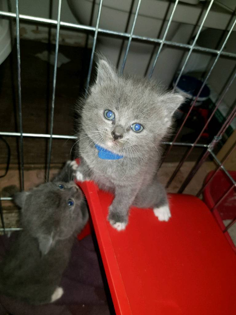 Maine Coon / British Short Hair Kittens in Castle Bromwich, West