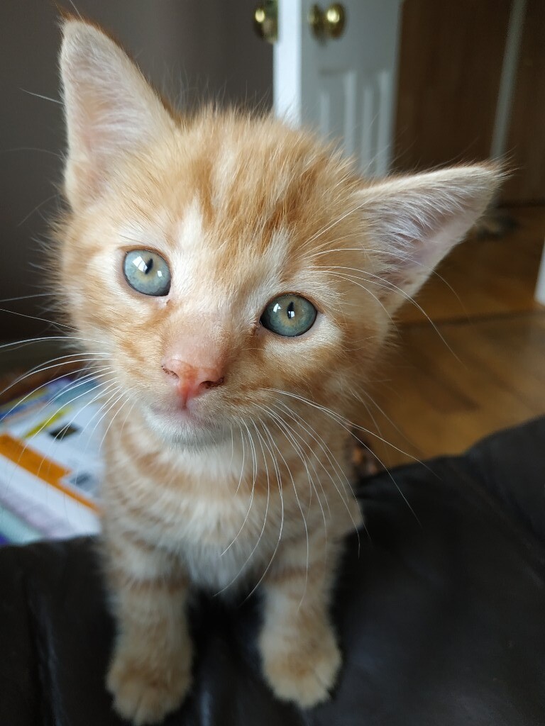 Ginger Male Kitten looking for loving home in Shrewsbury, Shropshire