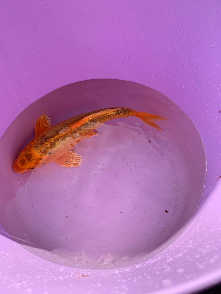 Koi fish for sale in Ipswich, Suffolk Gumtree