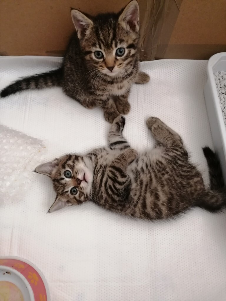 Five adorable kittens for sale in Harrow, London Gumtree