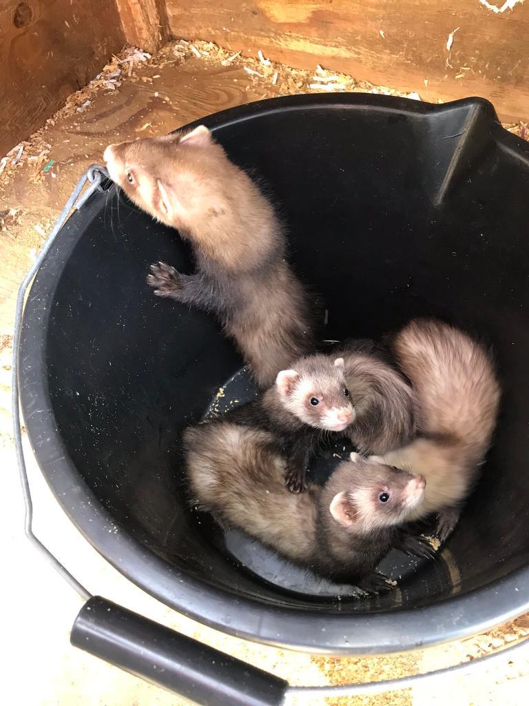 Ferrets for sale 5 Jill’s in Neath, Neath Port Talbot Gumtree