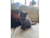 REDUCED READY NOW blue pedigree British Shorthair kittens 