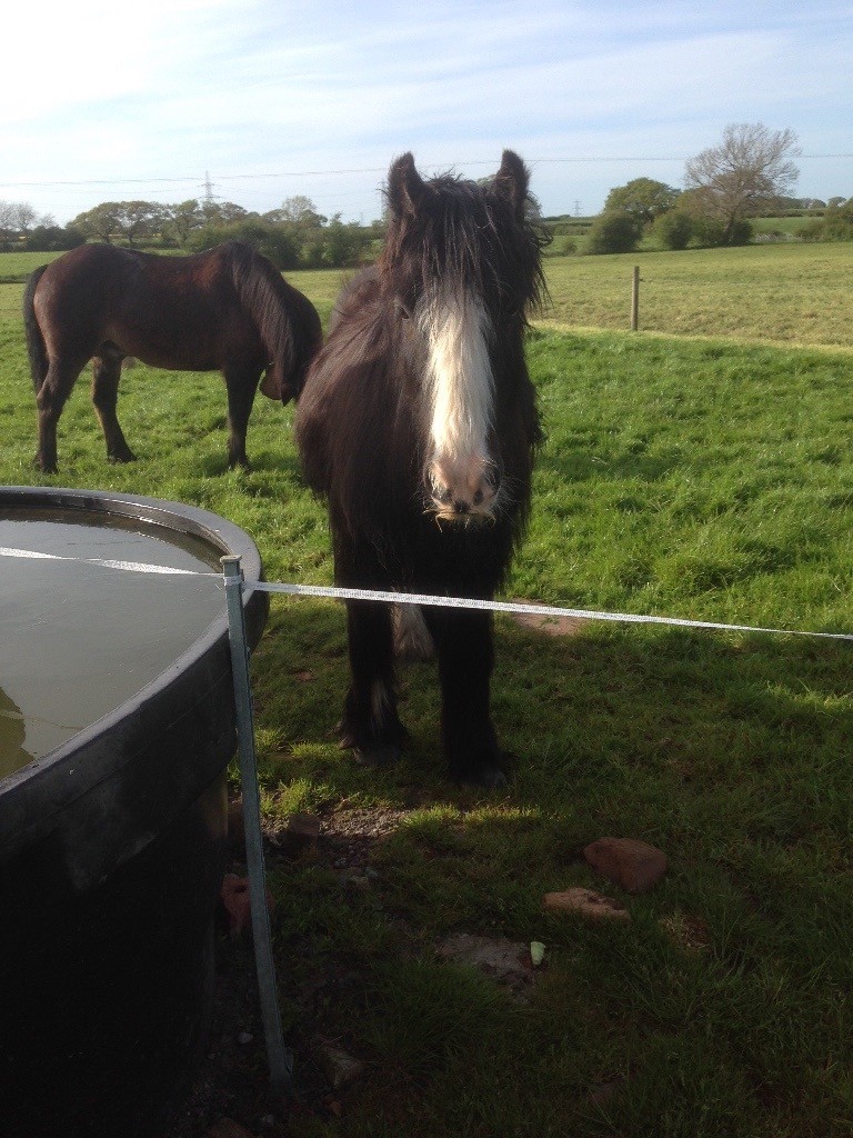 TRADITIONAL BLAGDON COB GELDING for sale!! 12.313hh cute, sweet, 6yr