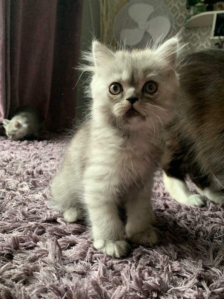 Stunning Persian Ragdoll kittens 1 BOY LEFT. READY NOW in Highbridge