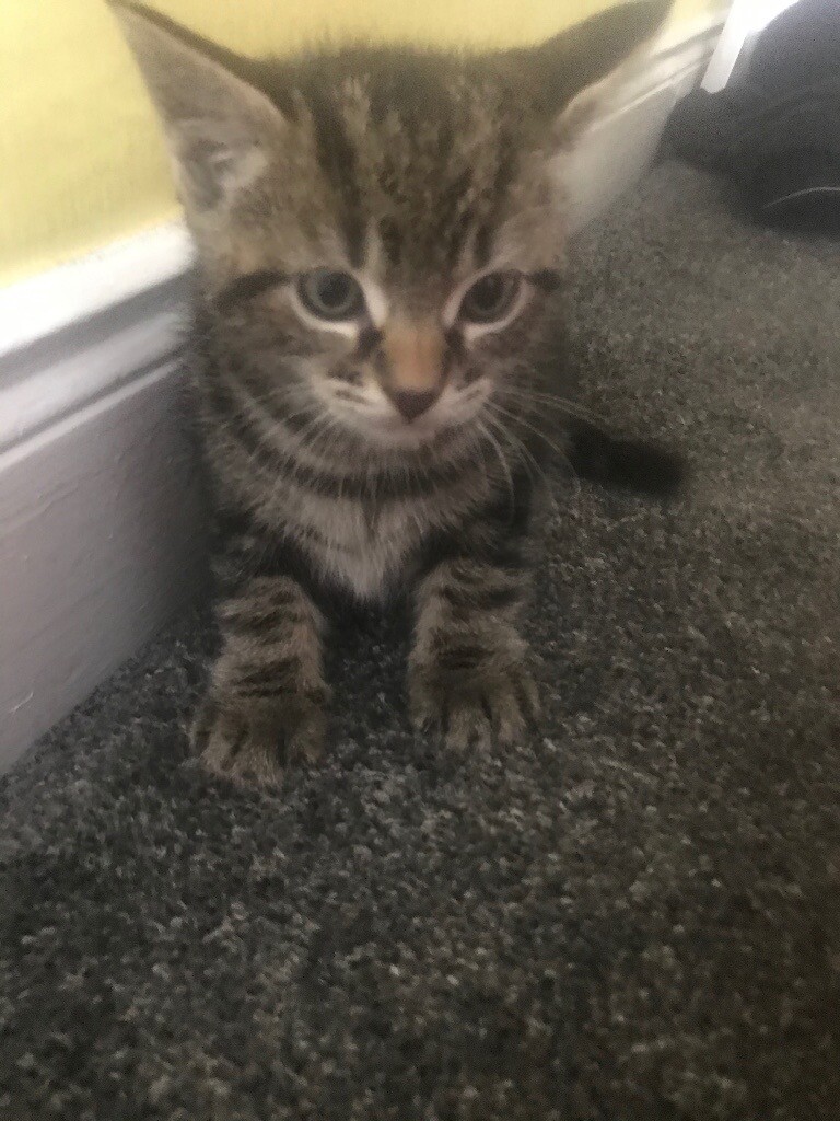 kitten in Dundee Gumtree