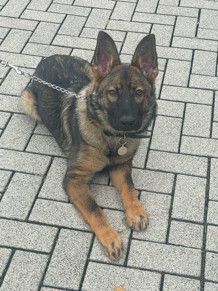 Purebred German Shepherd Puppy Everything Included In Sutton Coldfield West Midlands Gumtree