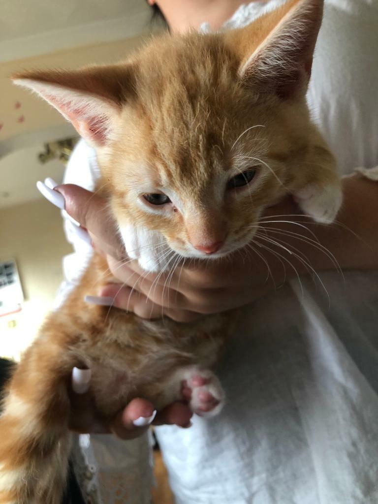 Kitten for sale in Plymouth, Devon Gumtree