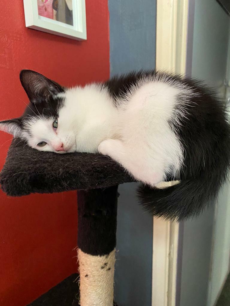 12 week old kitten SOLD SOLD SOLD in Lincoln, Lincolnshire Gumtree