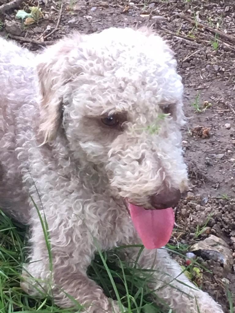 Bedlington Terrier pup in Fordingbridge, Hampshire Gumtree