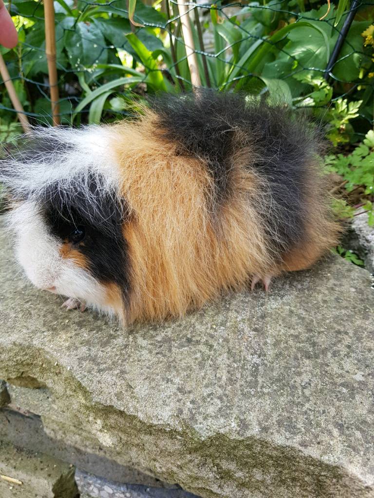 Swiss male guinea pig in Coalville, Leicestershire Gumtree