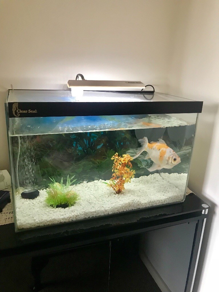 Clear seal aquarium in Consett, County Durham Gumtree