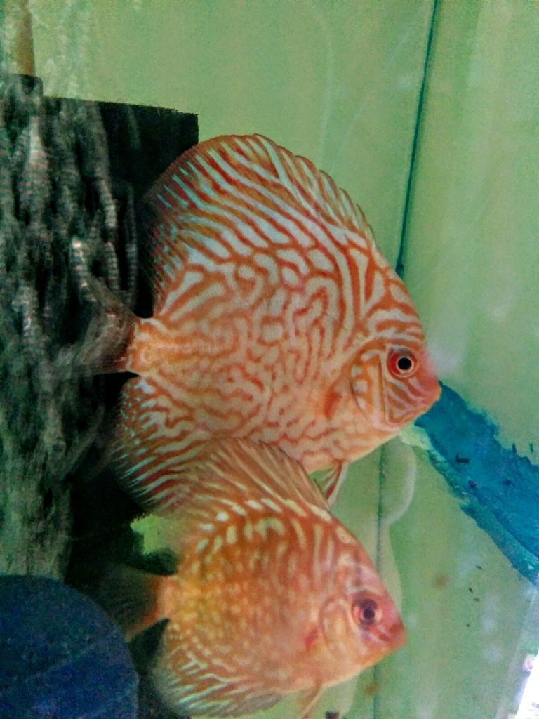 Discus fish for sale in Southsea, Hampshire Gumtree