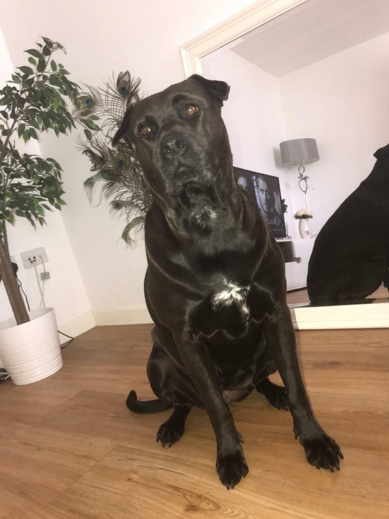 Pressa Canario x Mastiff in Epping, Essex Gumtree