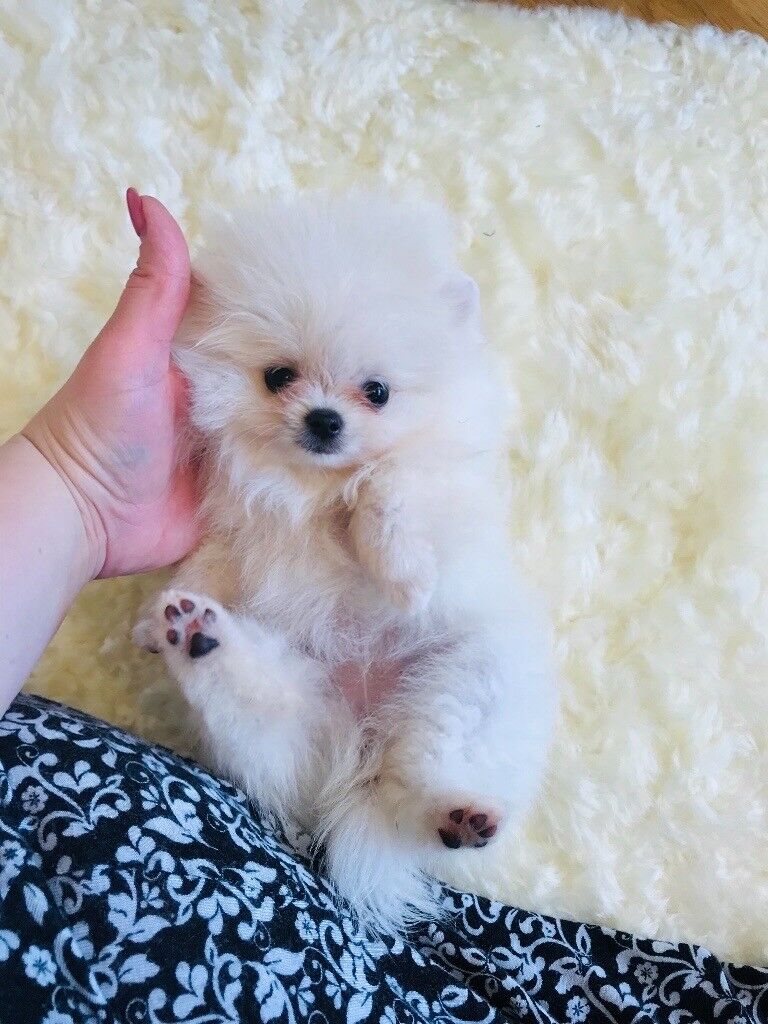 Very small snow white teacup Pomeranian girl in Canary