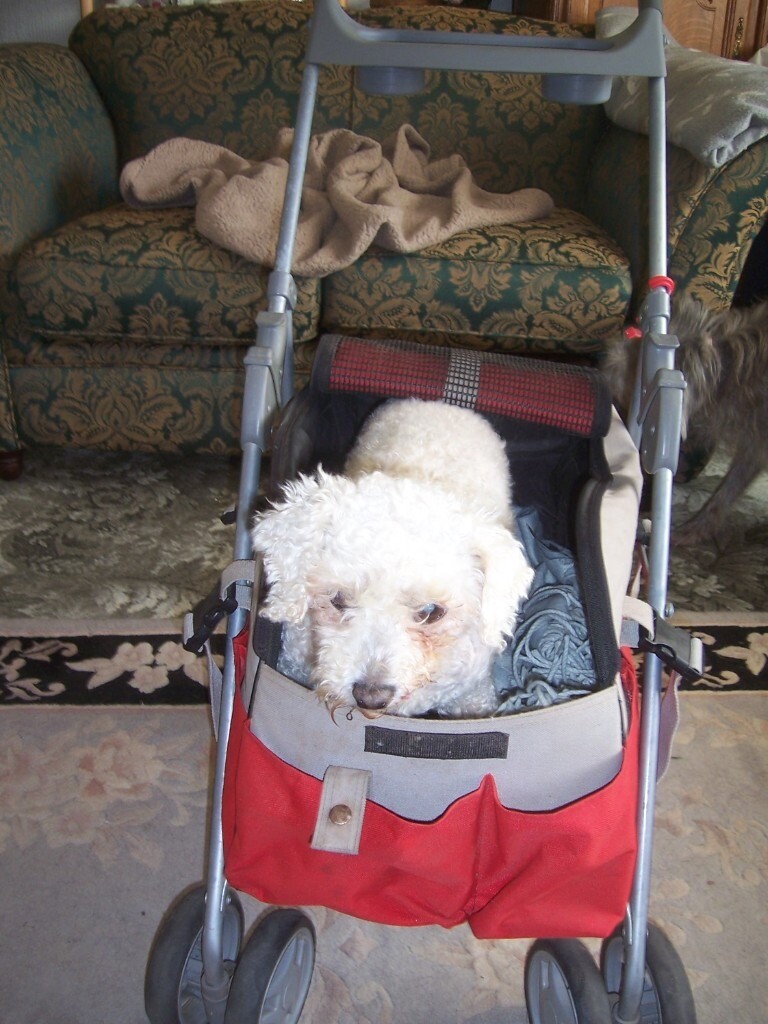 dog pushchair in Haverfordwest, Pembrokeshire Gumtree