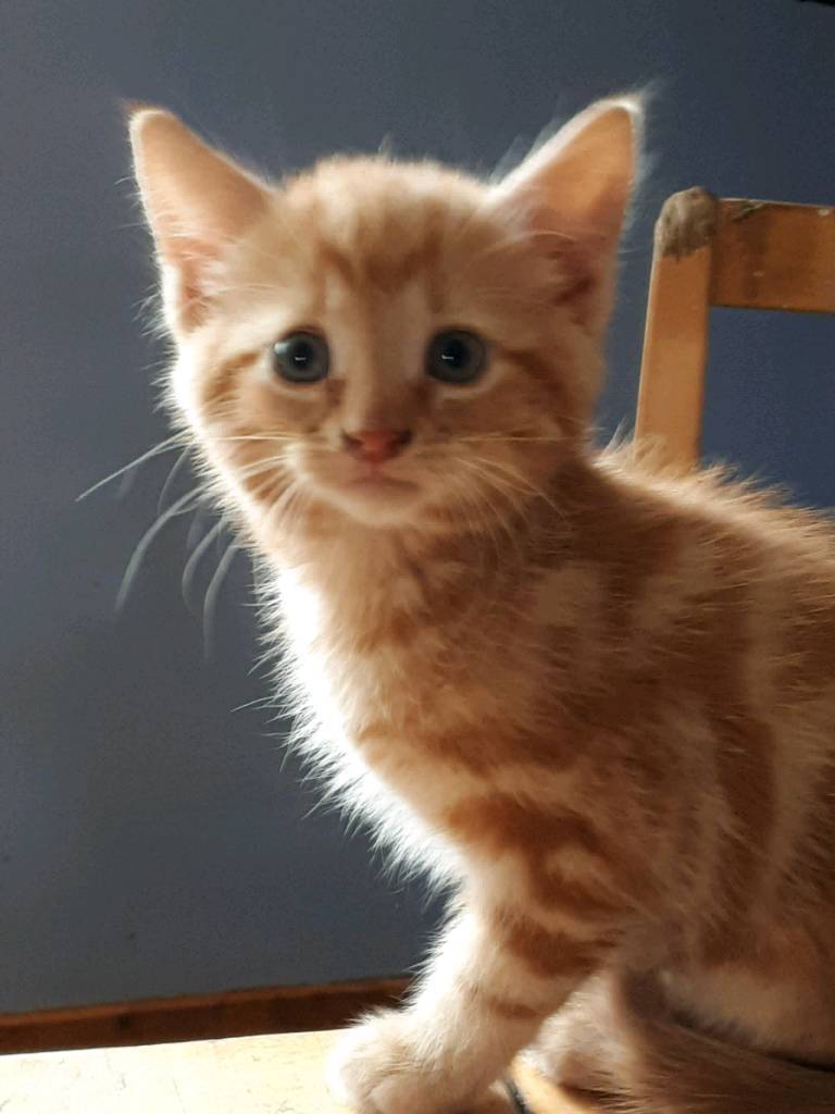 Cute playful kittens for sale in Beith, North Ayrshire Gumtree