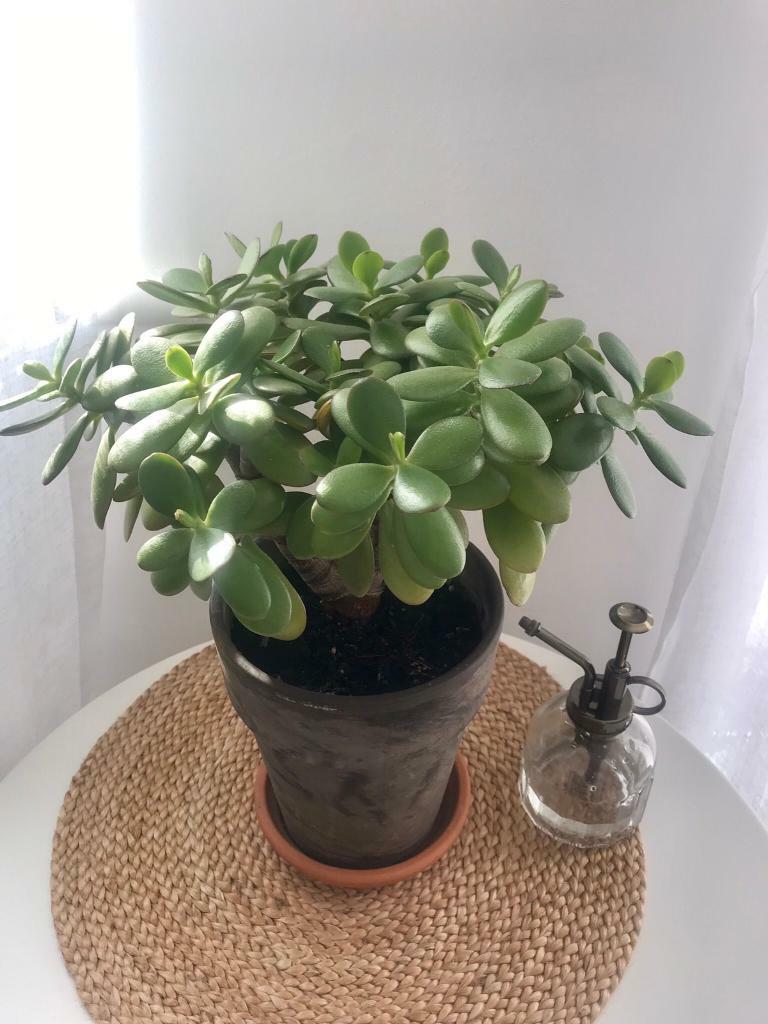15cm Tall Jade Plant Money Tree Nice Indoor Office Plant