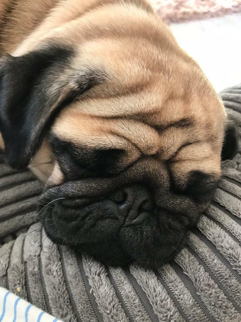 Pug for sale in Helmsley, North Yorkshire Gumtree