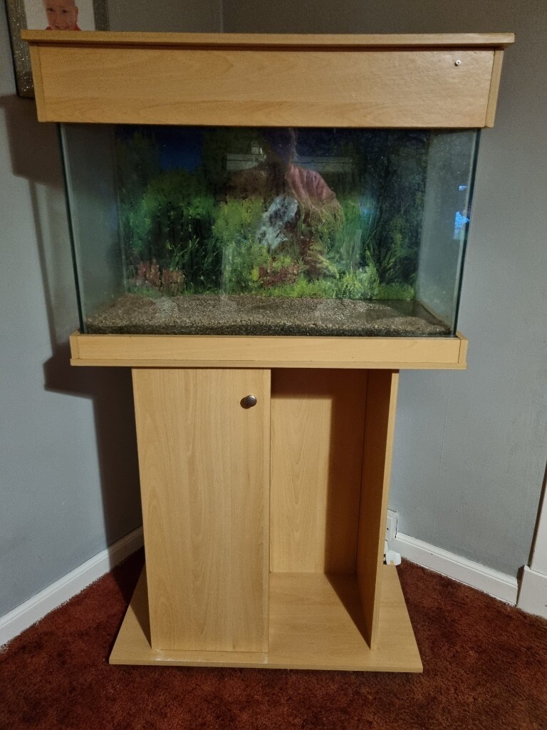 2ft Fish Tank In Harthill North Lanarkshire Gumtree