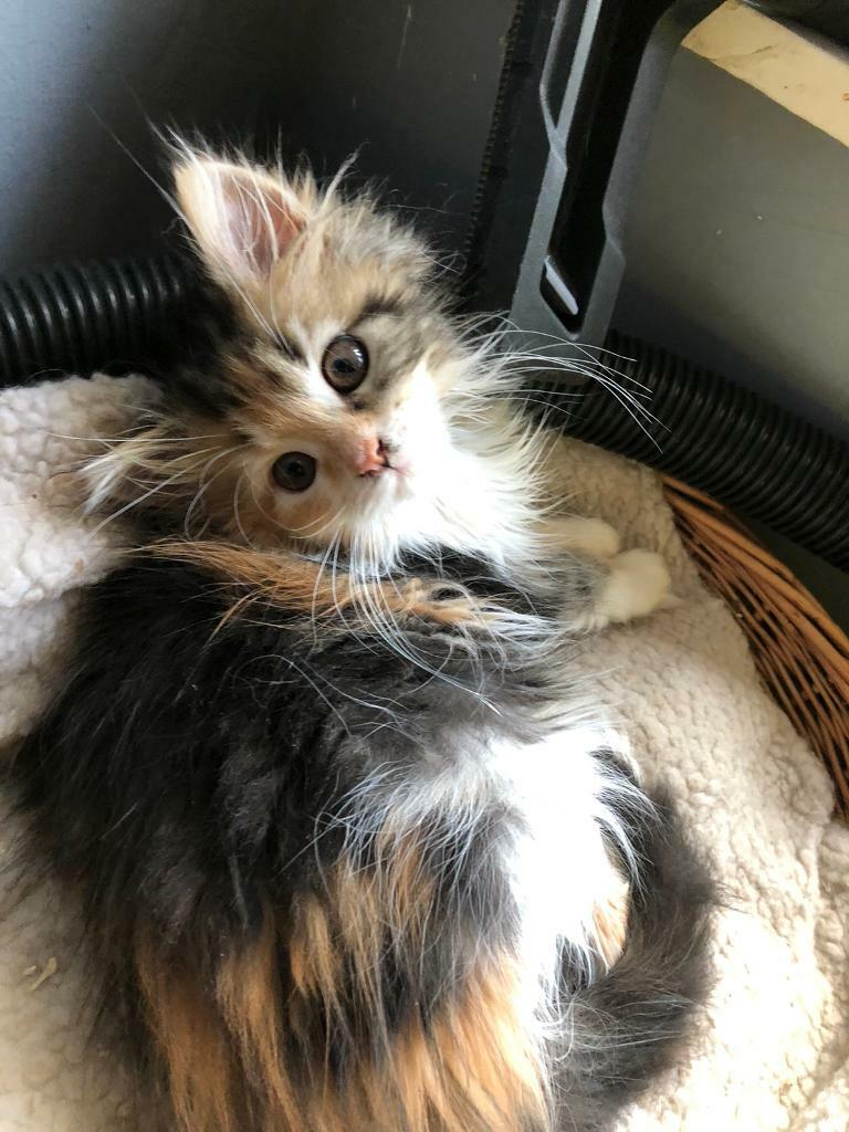 Persian x Maine Coon Kittens in Grantham, Lincolnshire Gumtree