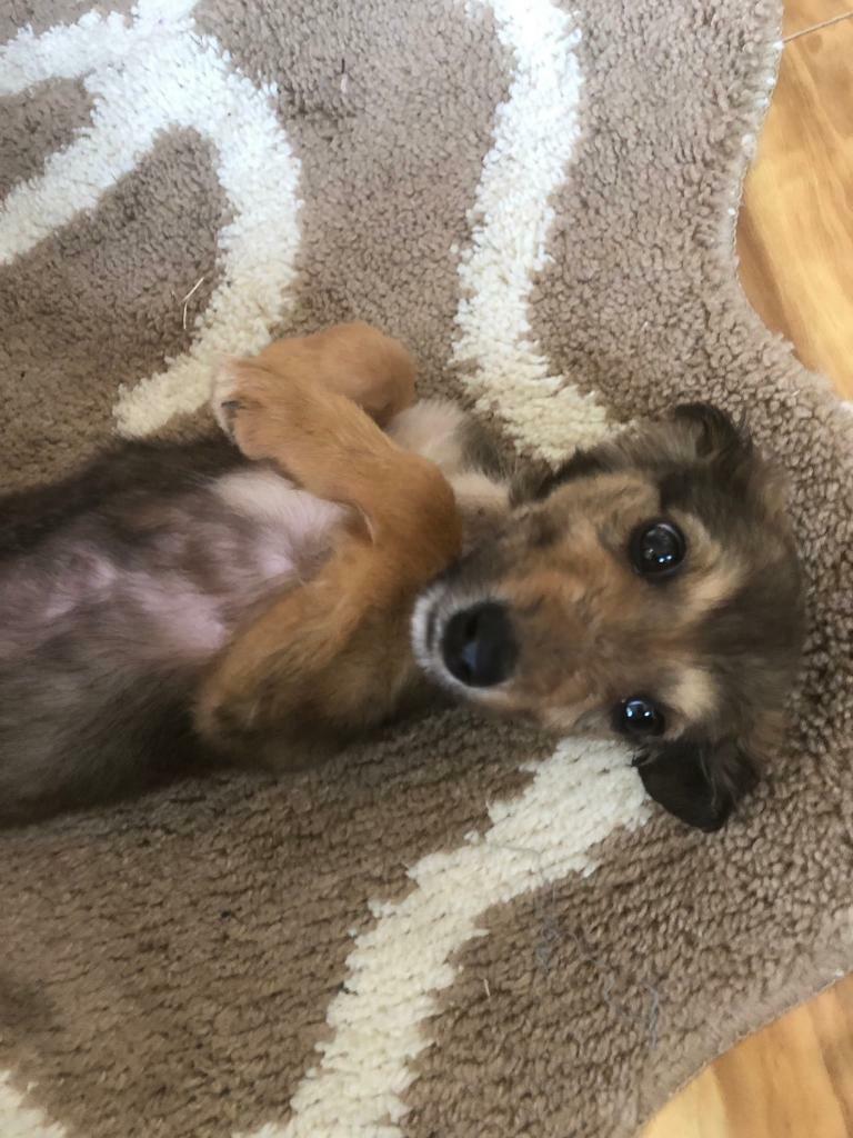 Puppies in NewportonTay, Fife Gumtree