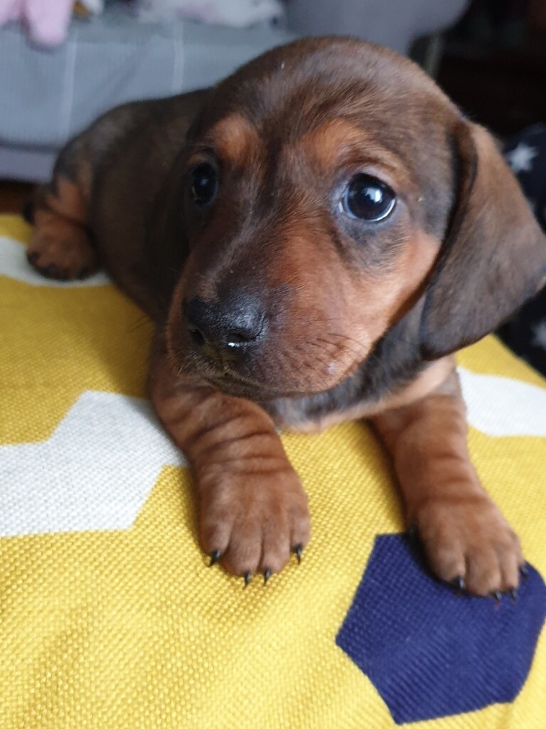 Beautiful smoothhaired dachshund standard puppies in Newcastle